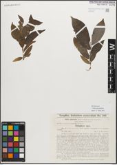 Foto von Salix myrsinifolia Salisb.